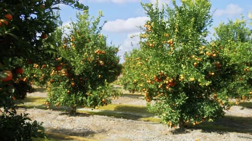 Local Orchard Within Picturesque Idyllic Area During Summertime