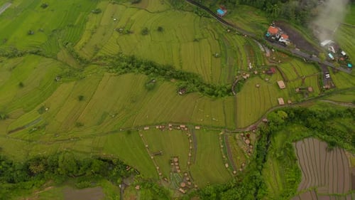 Aerial View of Lush Green Terraced Paddy Fields in Bali