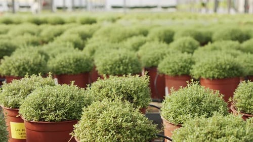 Serre industrielle à grande échelle avec des plants de thym en pots