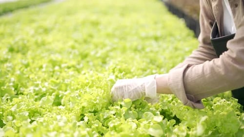 4K Asian woman gardener working in organic hydroponic vegetable garden.