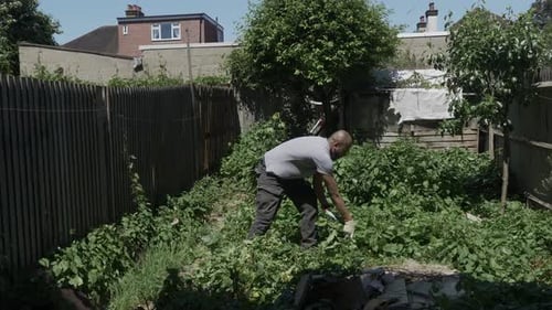 Minorité ethnique Adulte Mâle Nettoyant Liseron Dans Le Jardin Arrière. Verrouillé
