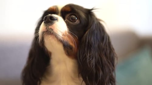 Cavalier King Charles Spaniel dog