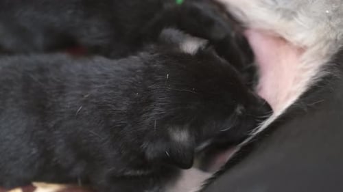 Mamá, un perro pastor alemán, alimenta a sus cachorros