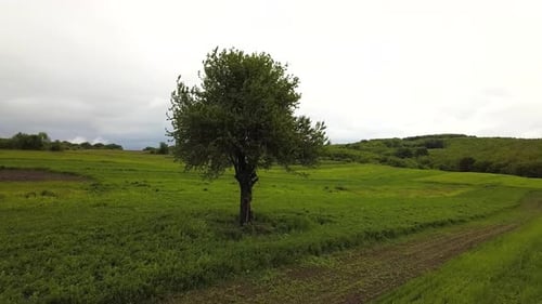 Aerial view of a lonely tree on green field in summer.