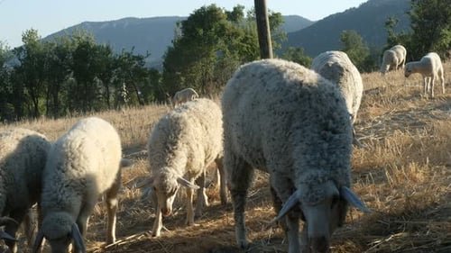 Sheep Grazing Field