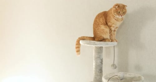 Câmera lenta: Gato engraçado e fofo brincando em Furniture Scratching