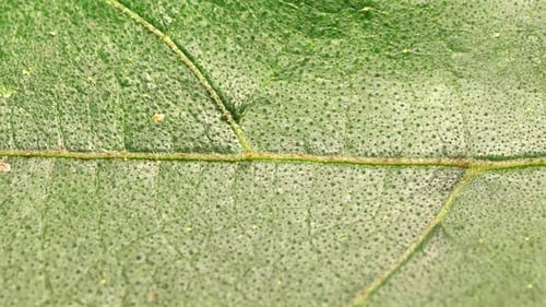 Green Leaf Analysis
