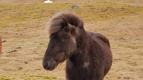 Icelandic Horses Grazing Freely in a Rural Field