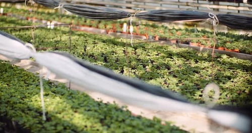 Landwirtschaft - Blumensetzlinge im Gewächshaus