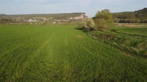 Aerial View on Green Wheat Field in Countryside
