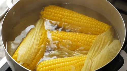 Yellow Corn Boiling in Water on Stovetop