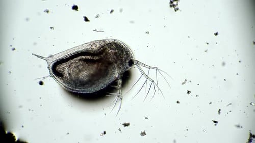 Déplacement intestinal du microorganisme provenant de l'étang de daphnies au microscope