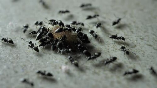 Close Up of Ants Eating Food