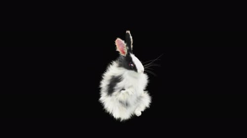 Rabbit Dancing 4K
