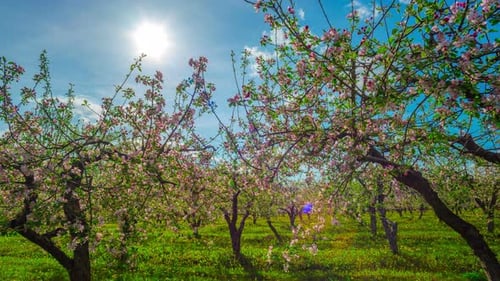 Blossoming Apple Orchard