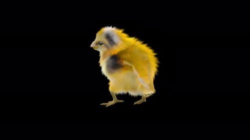 Cute Baby Chick Walking Animation