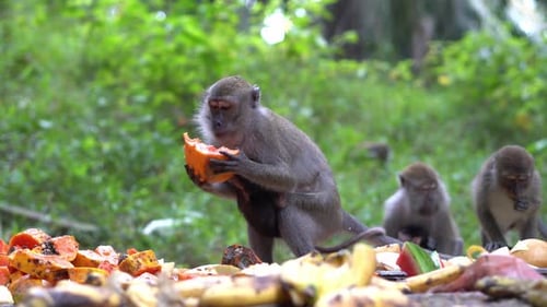 Monkeys Eating Fresh Fruit in Green Jungle