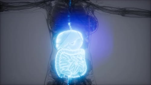 Futuristic Medical Scan of Human Internal Organs