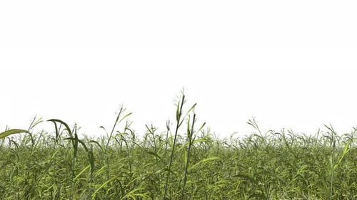 Gras-Bordüre