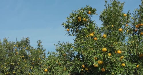 Mandarin trees in Calabria Italy