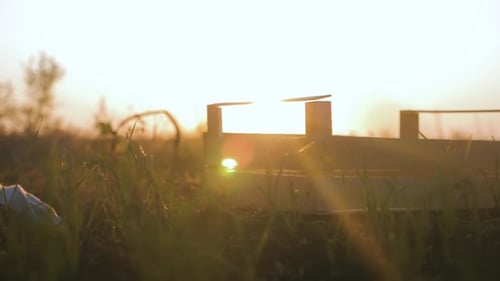 Farmer Working in Field in Morning, Hand Holding Leaf of Cultivated Plant. Hands Holding Pile of