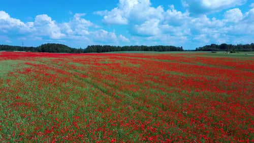Feld der blühenden roten Mohnblumen