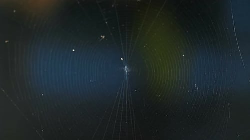 Spider Crawling on a Tangled Web