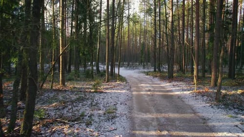 Snowcovered Forest Path