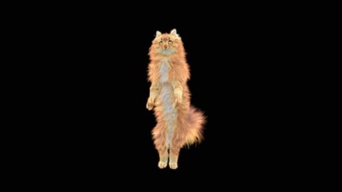 Katze Walking HD