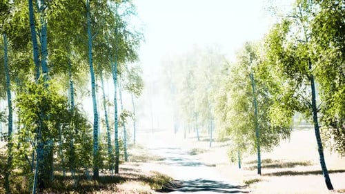 Birch Forest in Sunlight in the Morning