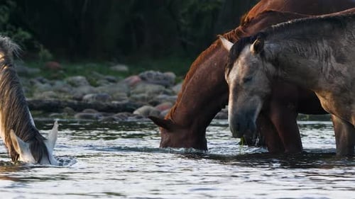 Horses Eating Grass in River
