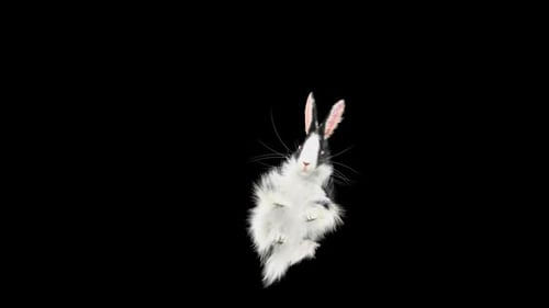 Fluffy Rabbit Hopping Forward and Spinning with Alpha Channel