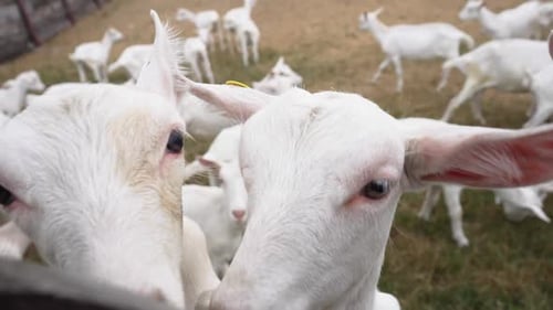 Curious White Goats on a Rural Farm
