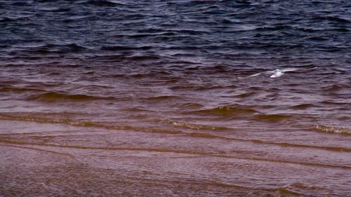 Seagulls Over The Surf