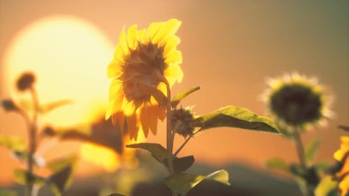 Sunflowers Field Swaying with Golden Sunset Background
