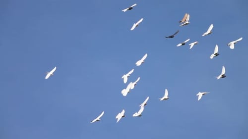 Flock of Birds Fly Across Blue Sky