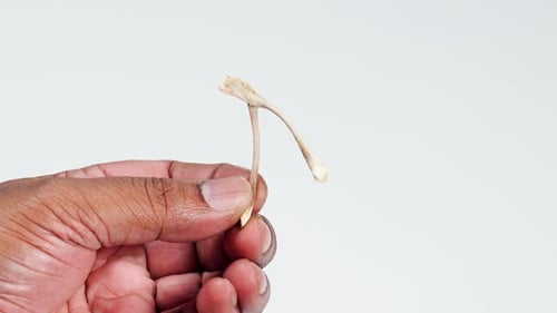 Hand Holding a Wishbone Against a White Background