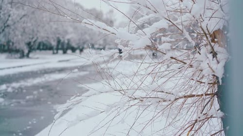 Little Tree with Thin Branches Against Snowy Park with Road