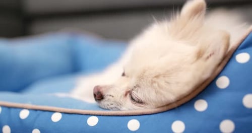 Cream Dog Sleeps Peacefully in its Bed