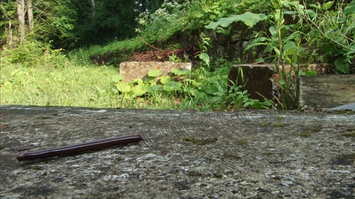 Tausendfüßler geht auf Felsen