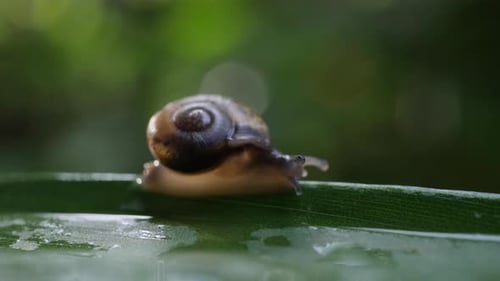Das Leben der Schnecken in der Natur