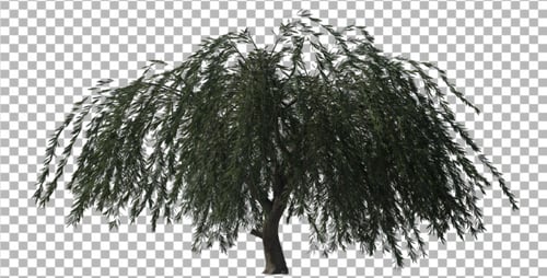 Weidenbaum