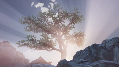 Sun Beams Through Trees