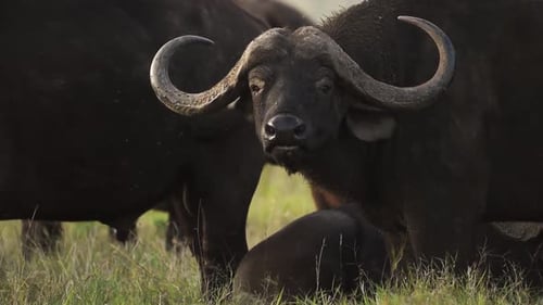 Büffel, eines der gefährlichsten Tiere in Afrika. Afrikanische Tierwelt, aufgenommen in Kenia