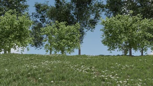 Arbres sur une colline