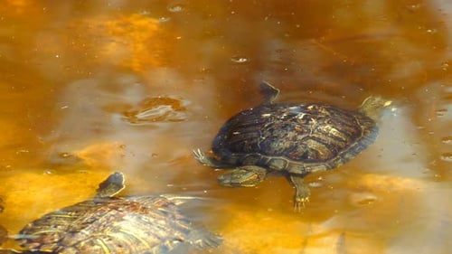 Tierschildkröten auf dem See 6