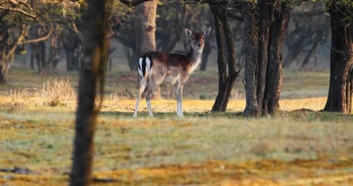 Deer Standing Calmly in a Dense Forest