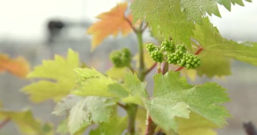 Fresh new planting new grape
