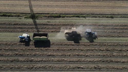 Peanuts Loaded on Trailer Tractor Continues to Harvest