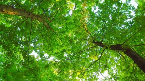 Looking Up Through Green Tree Canopy in Daylight